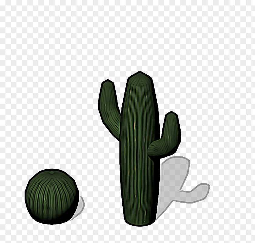 San Pedro Cactus Vegetable Green Leaf Background PNG