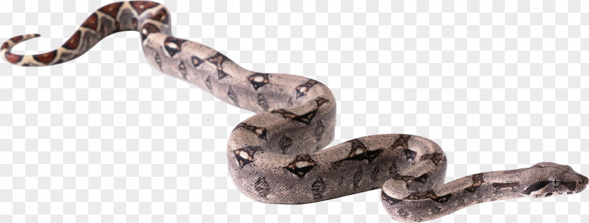 Snake Clip Art PNG