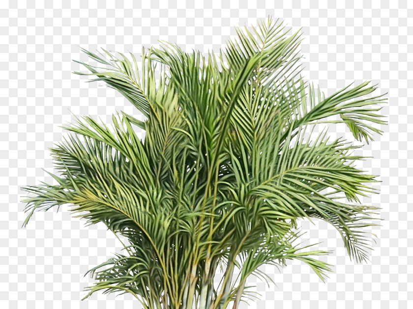 Woody Plant Shortstraw Pine White Tree Grass Terrestrial PNG