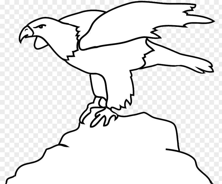Bird Beak Bald Eagle Clip Art PNG