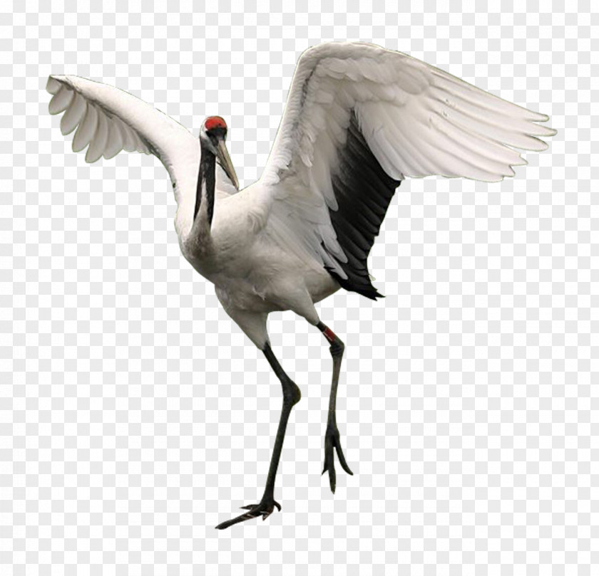 Crane Material Free To Pull Red-crowned Bird Orizuru PNG
