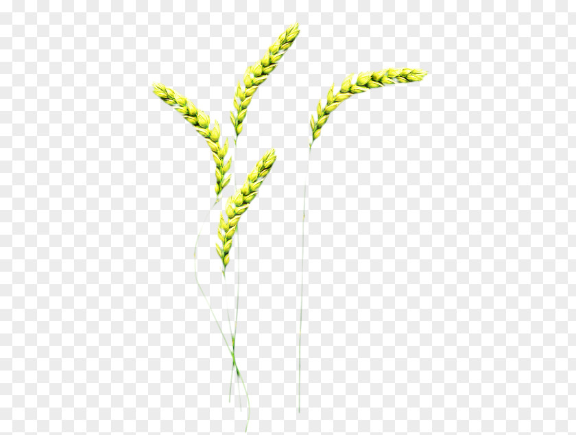 Grasses Plant Stem Leaf Grain PNG