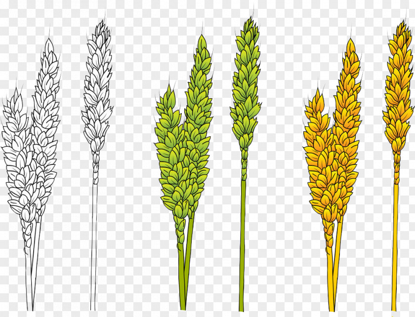 Green Barley Yellow Wheat PNG