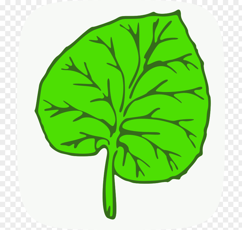 Guayu Maple Leaf Green Clip Art PNG
