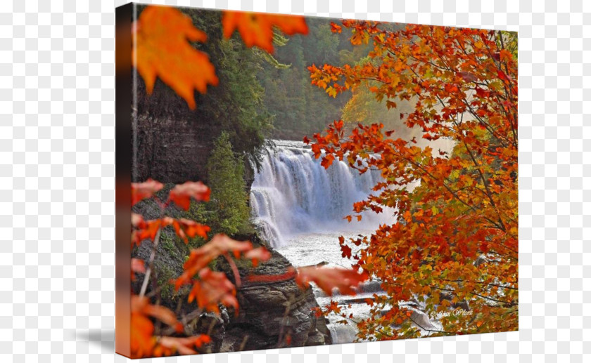 Painting Letchworth State Park Maple Leaf Acrylic Paint Nature PNG