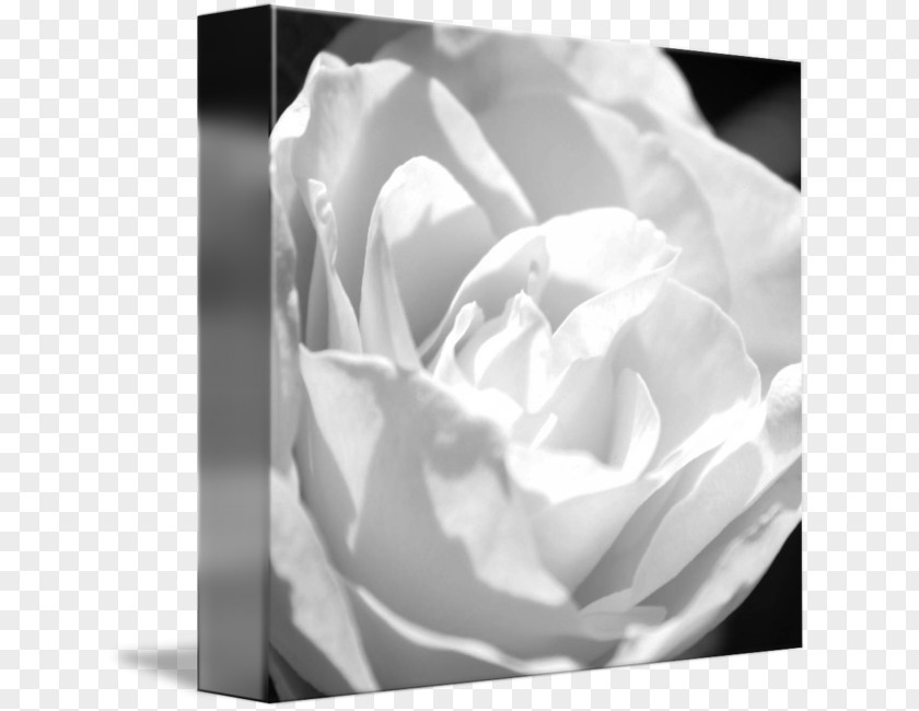 Tranquil Garden Roses Photography Cabbage Rose Gallery Wrap PNG