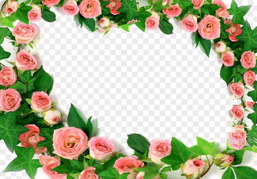 Peony Flower Frame Garden Roses Pink Rosa Chinensis PNG