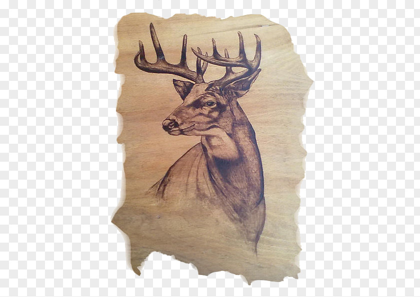 Reindeer Elk Drawing Pyrography Antler PNG