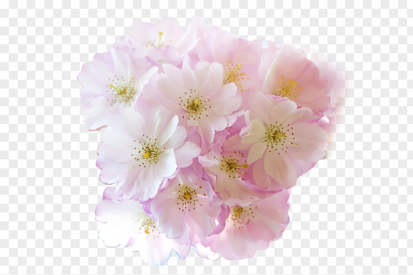 Cherry Blossoms Flower Blossom PNG