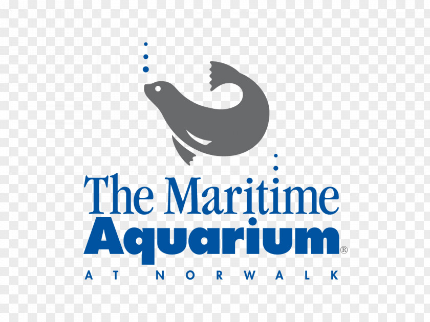 Harbor Seal Mystic Aquarium & Institute For Exploration Maritime At Norwalk Long Island Sound Shark PNG