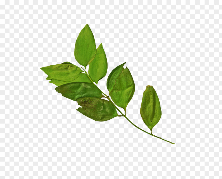 Leaf Branch Logo Clip Art PNG