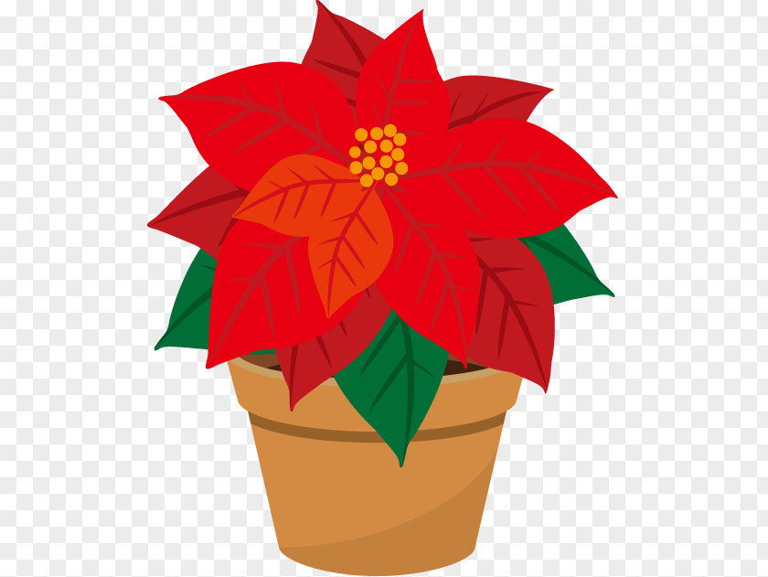 Poinsettia Illustrator PNG