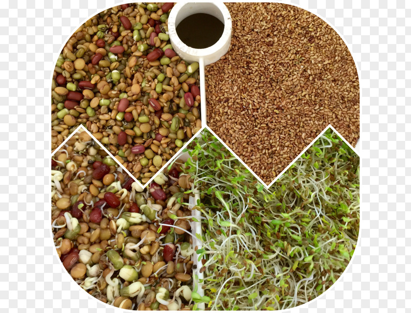 Bean Sprout Vegetarian Cuisine Spice Superfood Mixture PNG