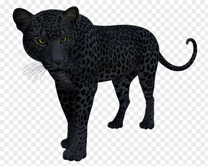 Black Panter Snow Leopard Panther Jaguar Felidae PNG