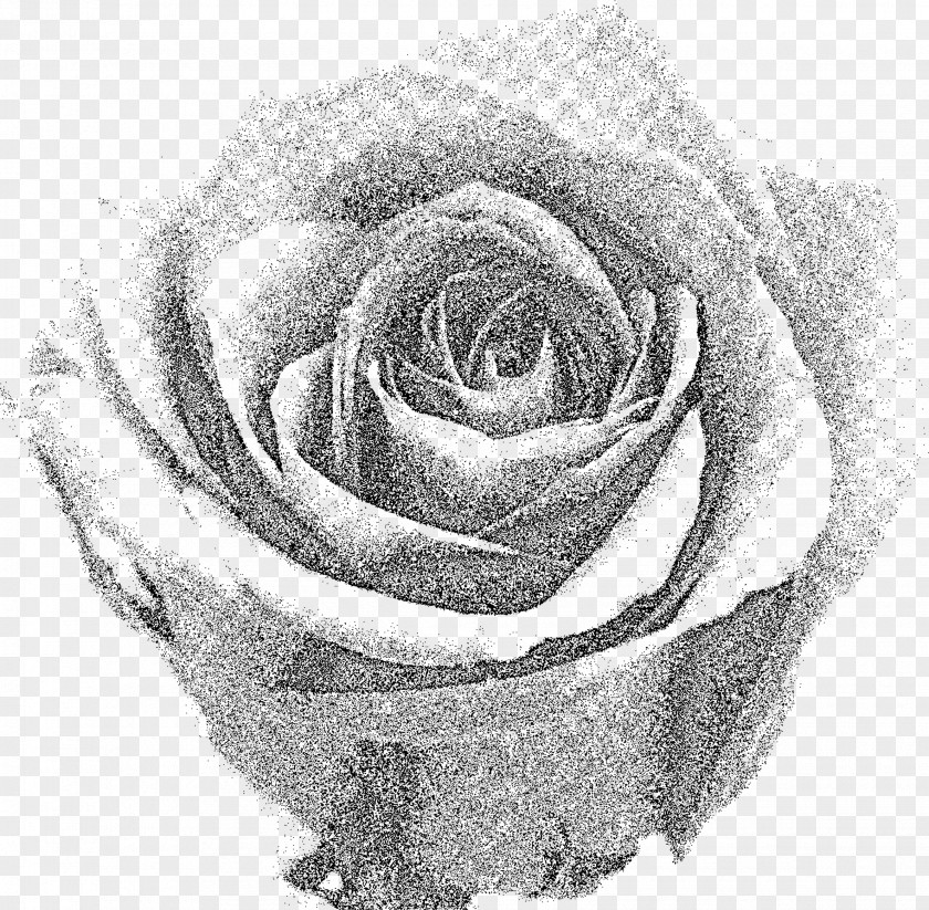 Black Rose Clip Art PNG