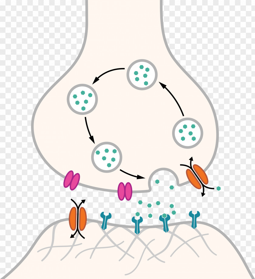 Chemical Synapse Unlabelled Neuron Receptor Serotonin Action Potential PNG