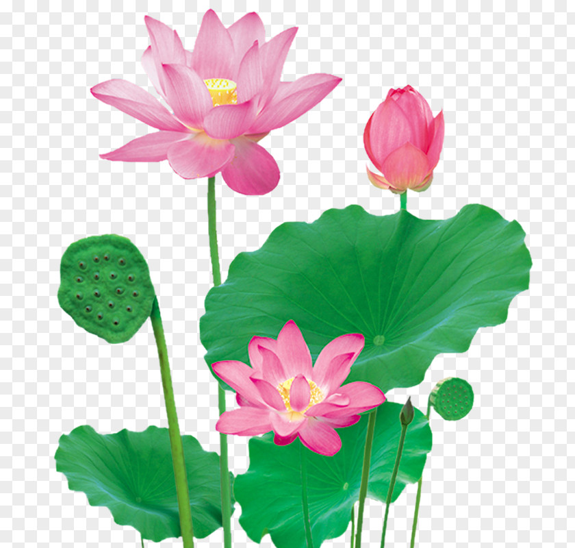 Creative Flower,Lotus Nelumbo Nucifera PNG