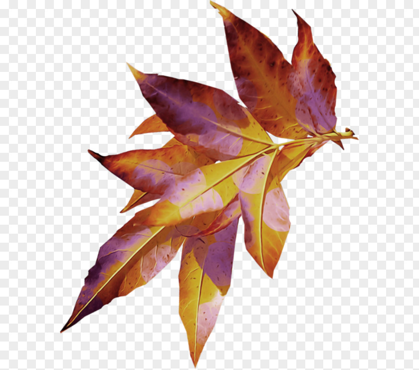 Leaf Clip Art Image Autumn Leaves PNG