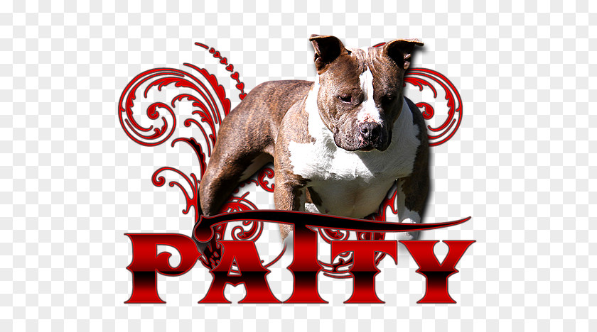 Puppy Boston Terrier American Bully Pit Bull Dog Breed PNG