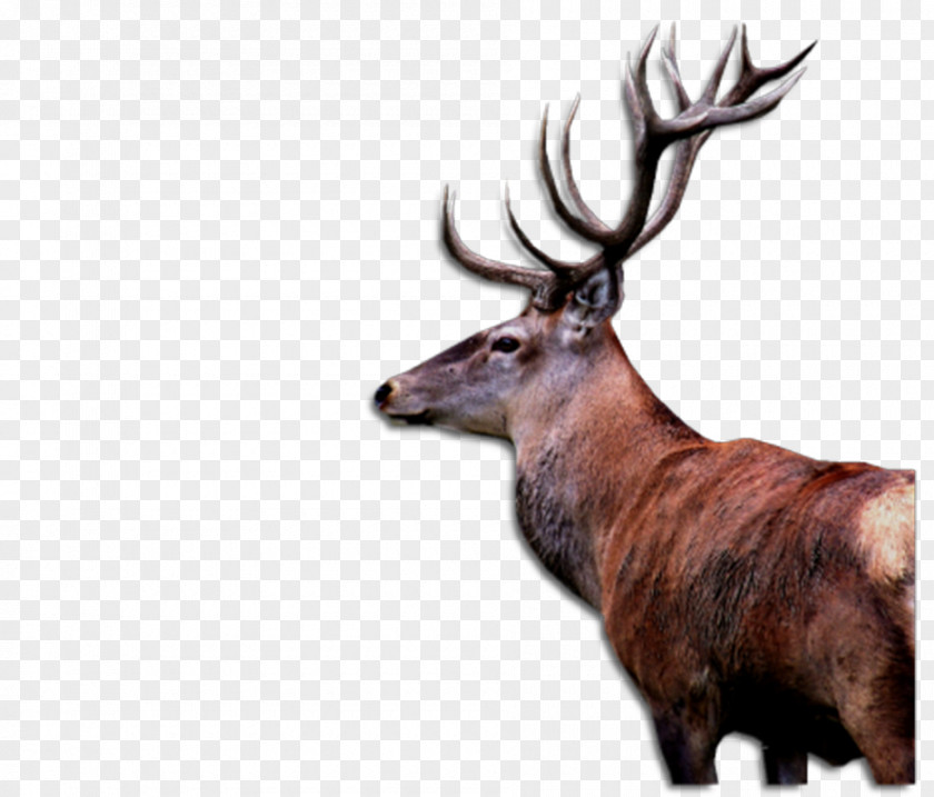 Reindeer Elk White-tailed Deer Animal PNG