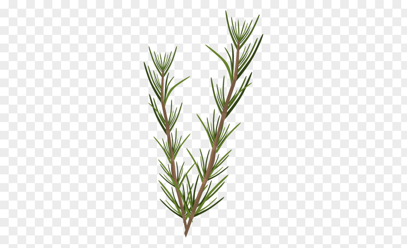 Sprig Rosemary Leaf Herbaceous Plant PNG