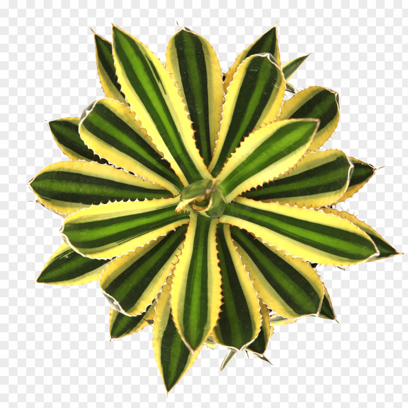 Succulent Plant Leaf Agave Stencil PNG