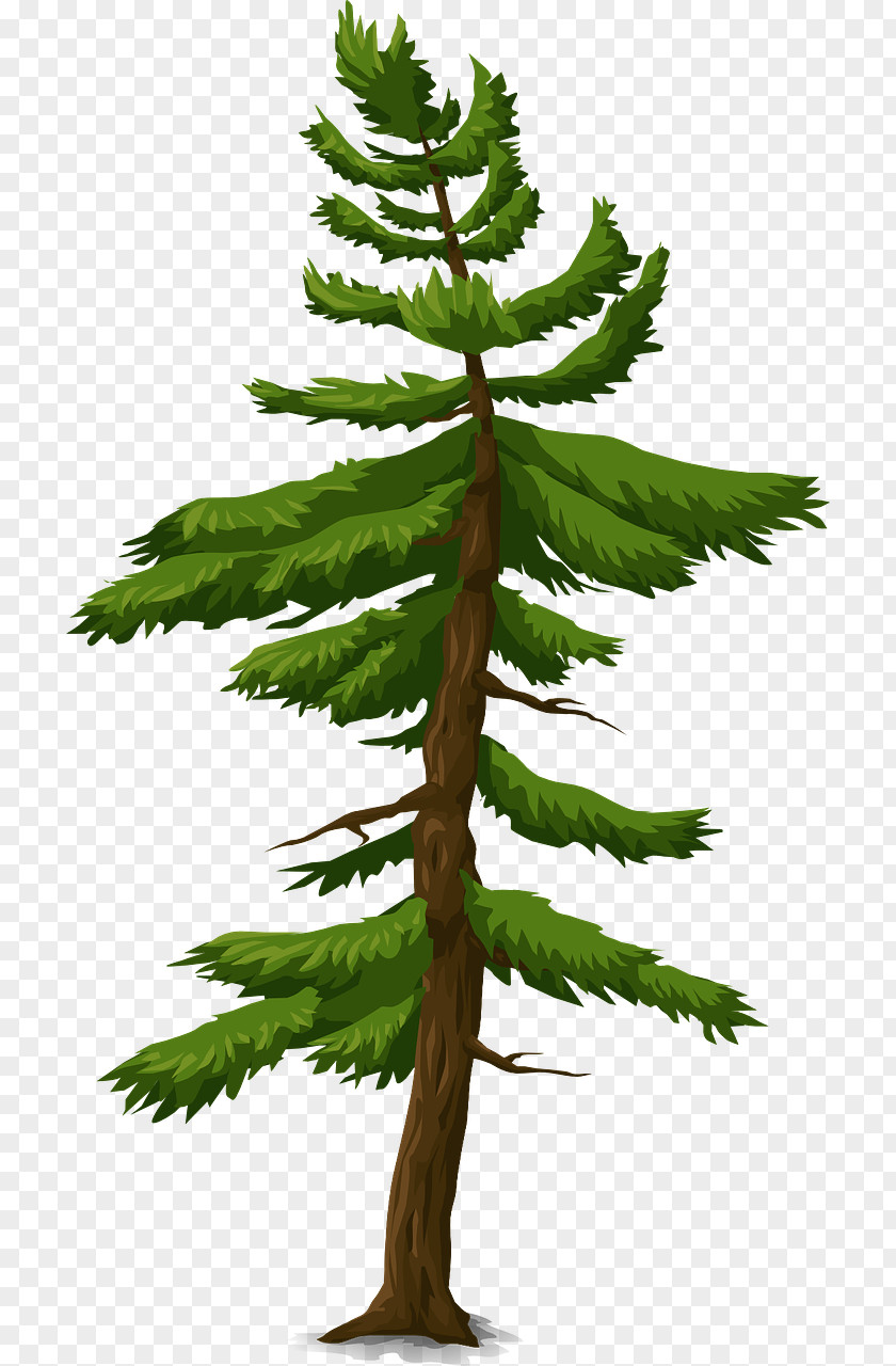 Tree Fir Spruce Information Pine PNG