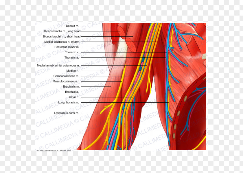 Arm Median Nerve Elbow Musculocutaneous Ulnar PNG