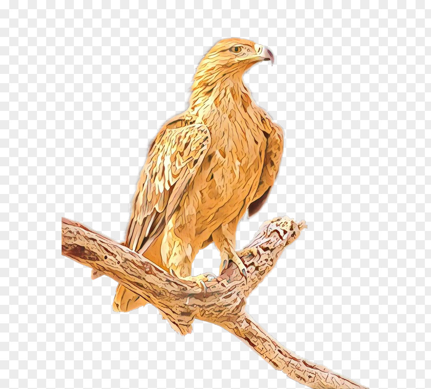 Eagle Fauna Beak Feather PNG