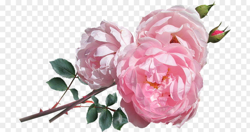 Garden Roses PNG