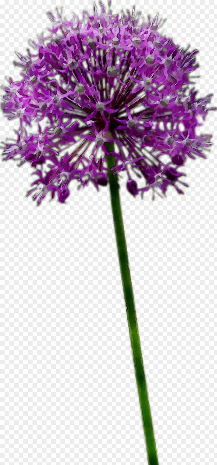 Plant Stem Milk Thistle Cut Flowers Purple PNG