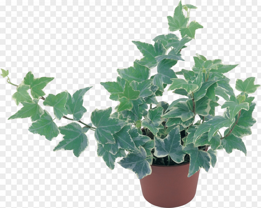 Plants Drawing Boston Ivy Barberry PNG