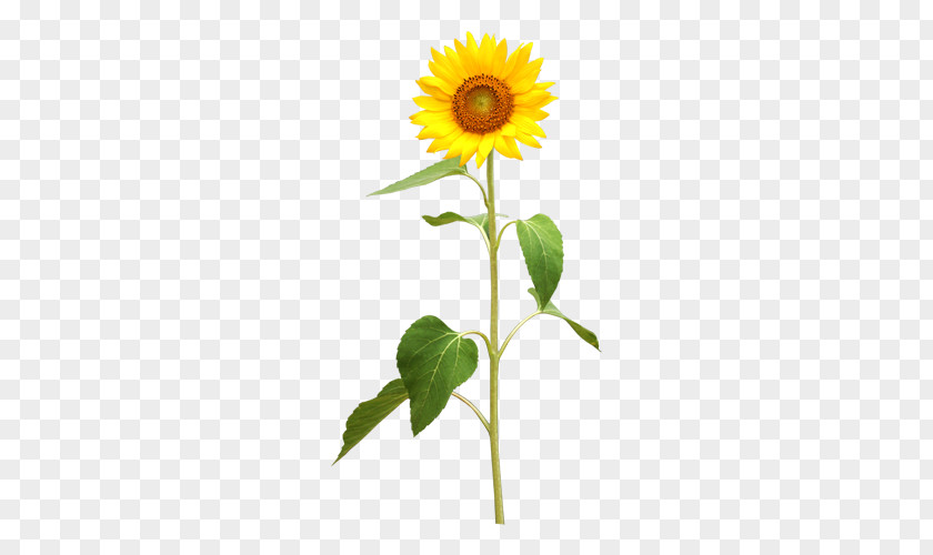 Sunflower Common Photography Royalty-free Illustration PNG