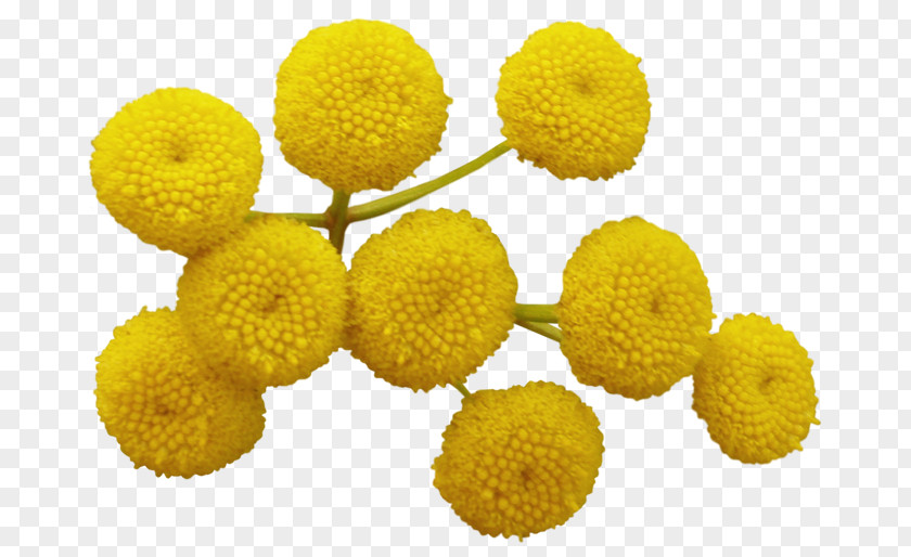 Tansy PNG