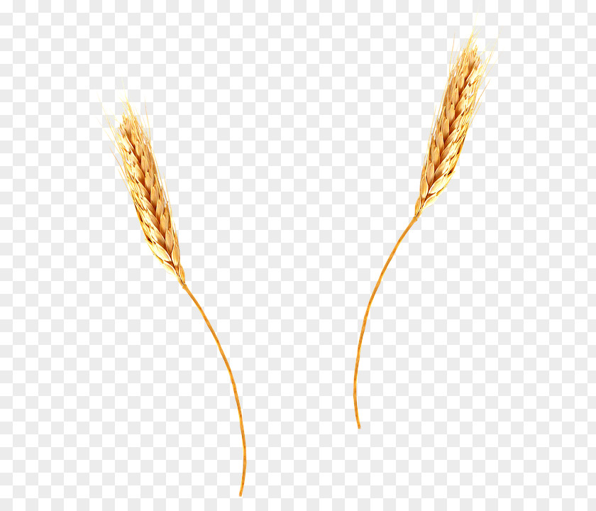 Wheat Download Grain PNG