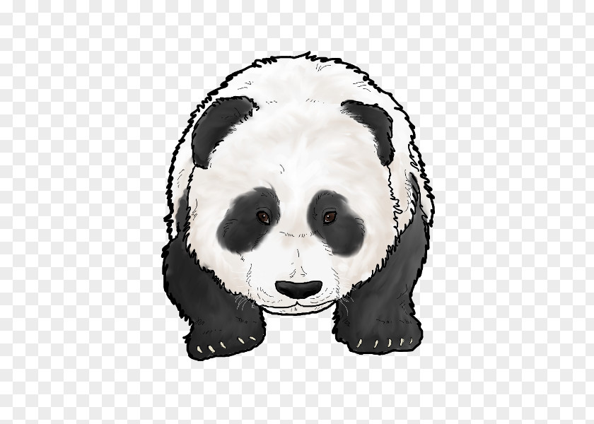 Baby Panda Giant Bear Carnivora Snout Animal PNG