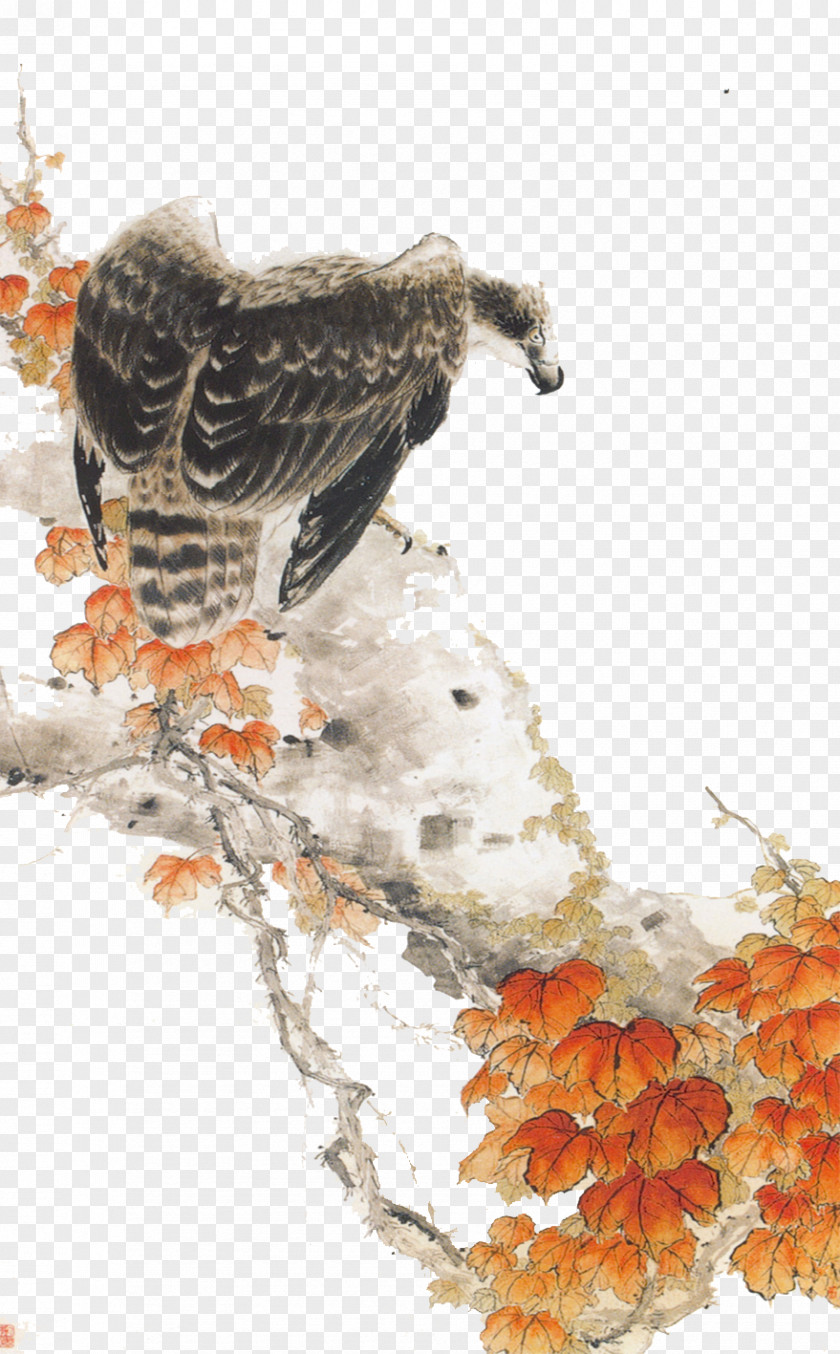 Eagle Mountain Hawk-eagle Bird PNG