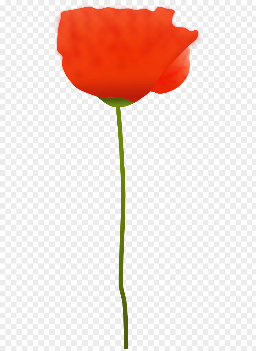 Flower Common Poppy Remembrance Clip Art PNG