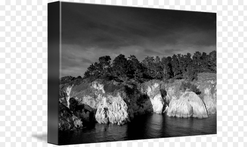 Tree Still Life Photography Picture Frames Stock PNG