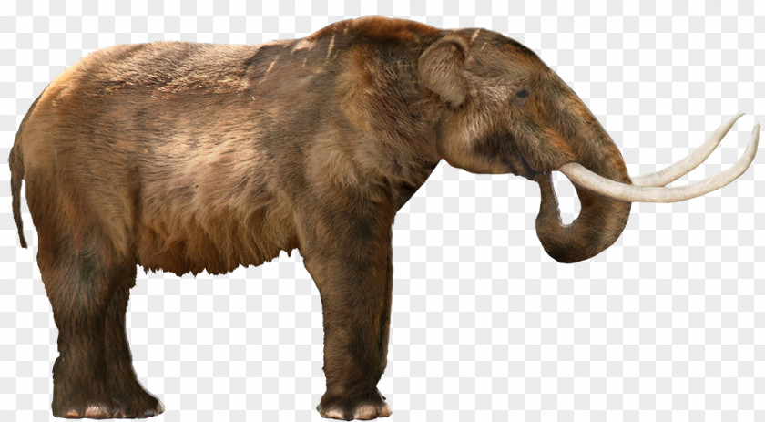 Twigs American Mastodon Woolly Mammoth Columbian Elephant Proboscidea PNG