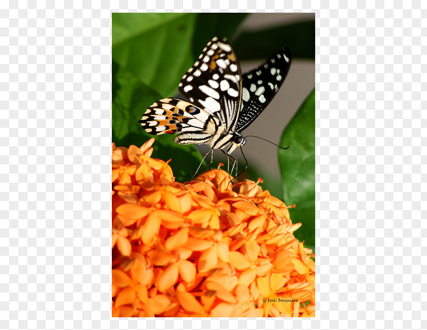 Jyoti Vector Monarch Butterfly Peggy Notebaert Nature Museum Insect PNG