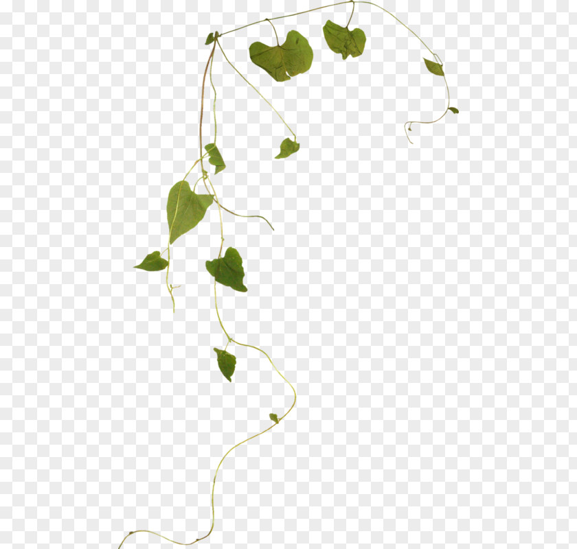 Leaf Twig Green PNG