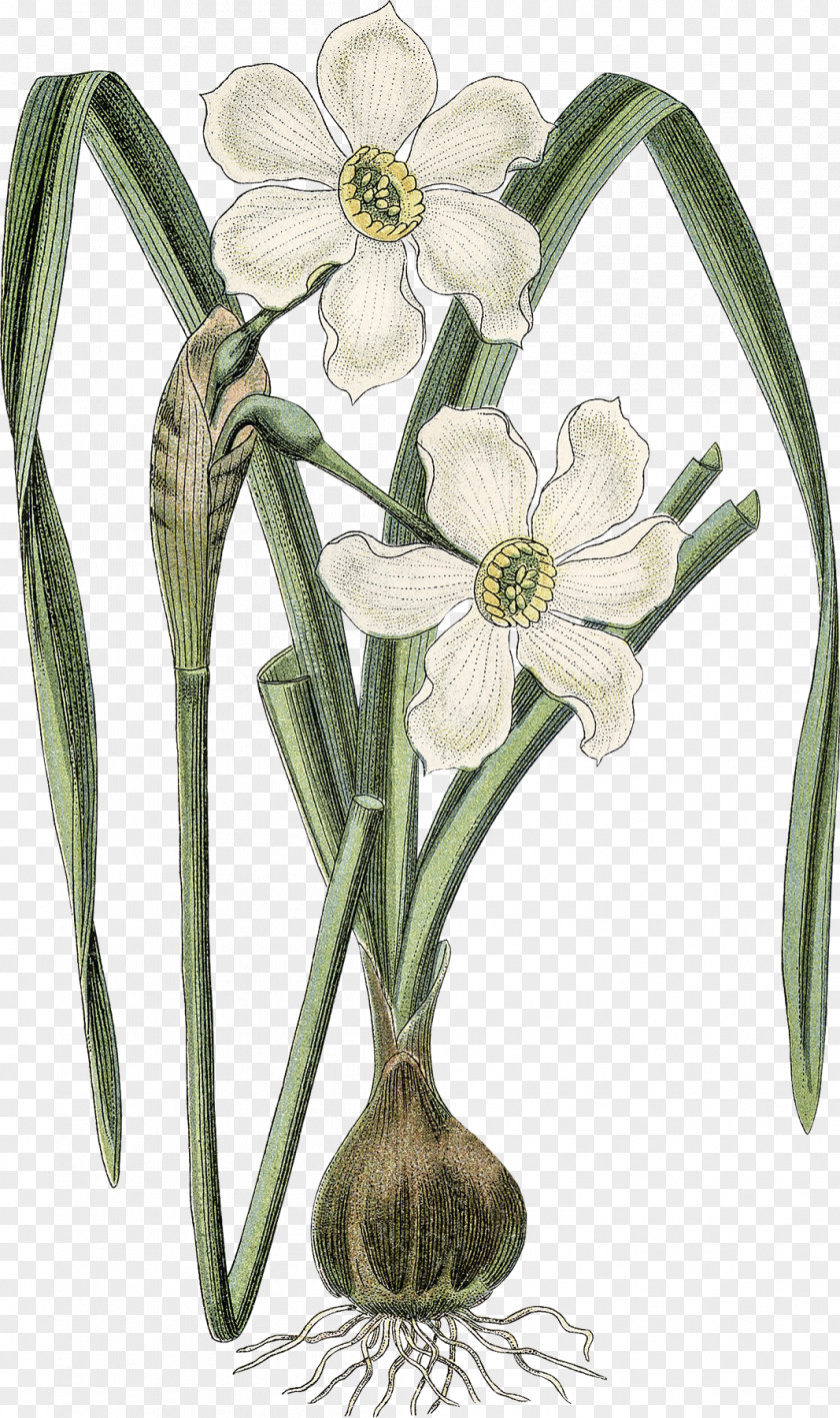 Narcissus Art Forms In Nature Drawing Botanical Illustration Botany PNG