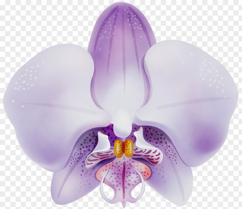 Phalaenopsis Sanderiana Lavender PNG