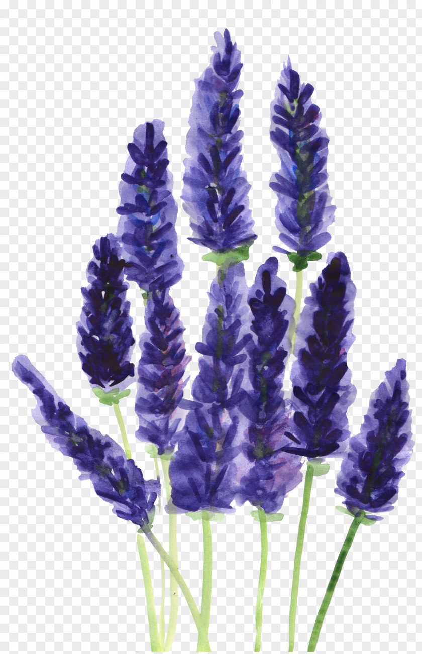 Plants Lavender Watercolor: Flowers Botany Drawing PNG