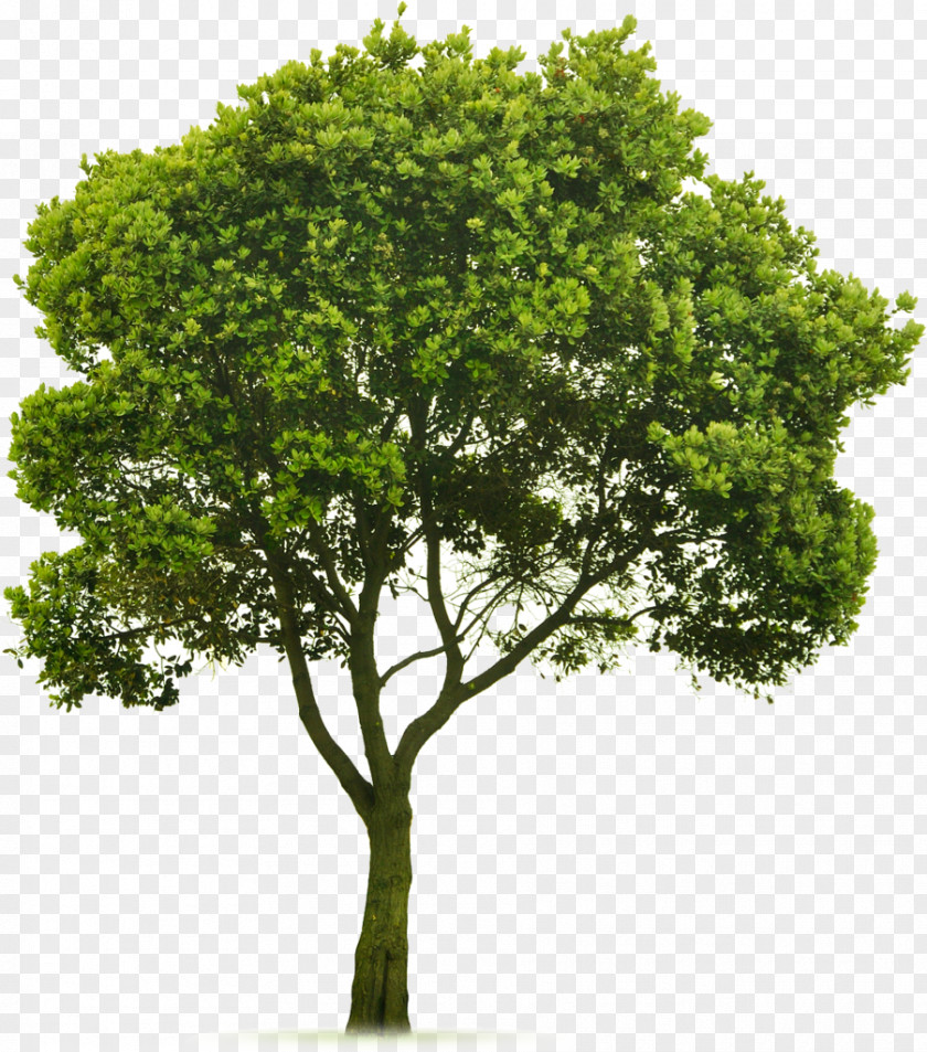Trees Tree Topping Landscaping Lawn Clip Art PNG