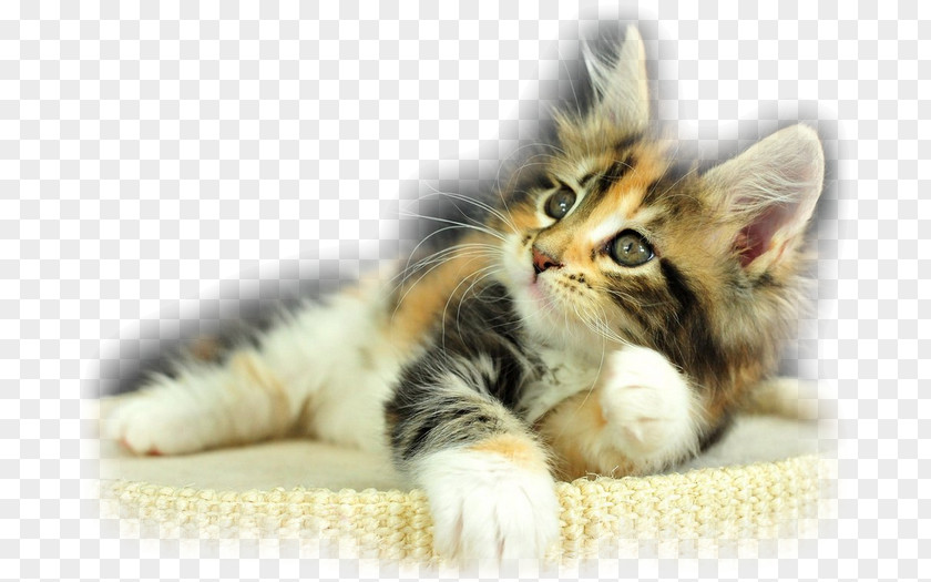 Kitten Maine Coon Dog Calico Cat Black PNG