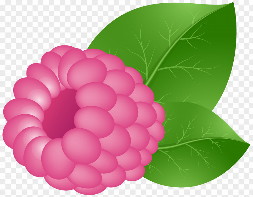 Raspberry Cliparts Fruit Clip Art PNG