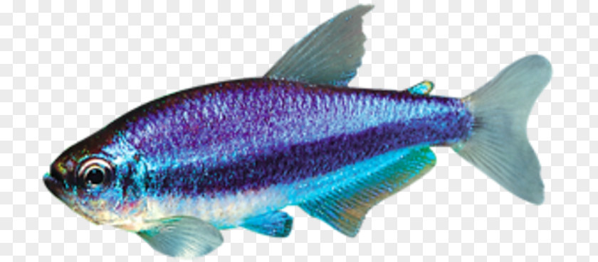 Tetra Sardine Marine Biology Milkfish Oily Fish Mammal PNG