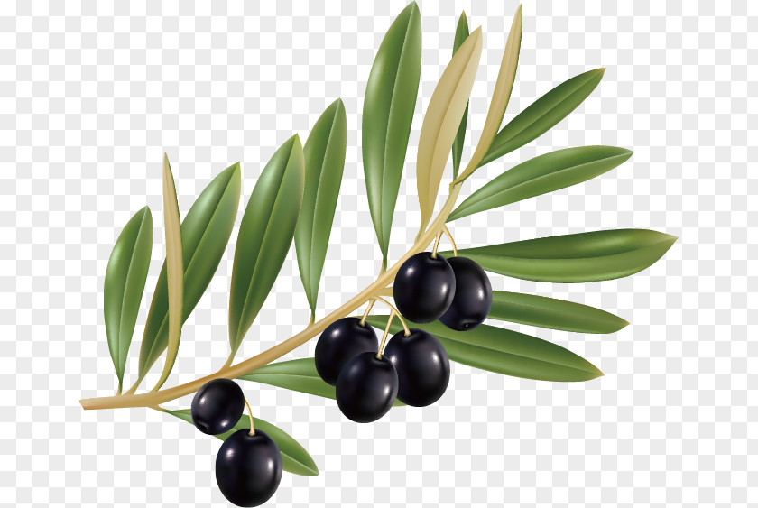 Olives Olive Leaf Oil PNG